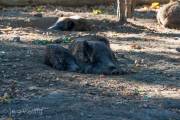 Wildschweine