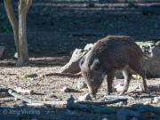 Wildschweine