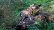 Europäischer Wolf