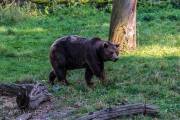 Braunbär