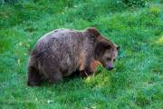 Braunbär
