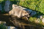 Waschbär
