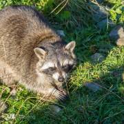 Waschbär
