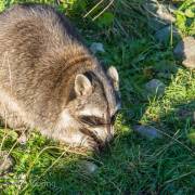 Waschbär