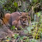 Luchs