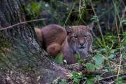 Luchs