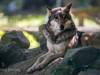 Timberwolf
