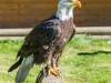 Seeadler