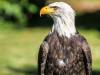 Seeadler