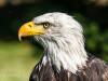 Seeadler