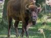 Wisent