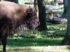 Wisent