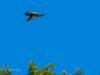 Falke