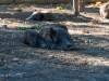 Wildschweine