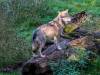 Europäischer Wolf