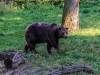Braunbär