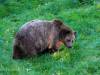 Braunbär