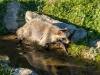 Waschbär
