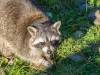 Waschbär
