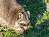 Waschbär