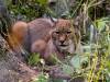 Luchs