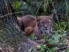 Luchs