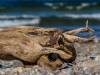 Am Strand