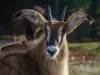 Pferdeantilope