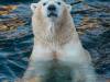 Eisbär