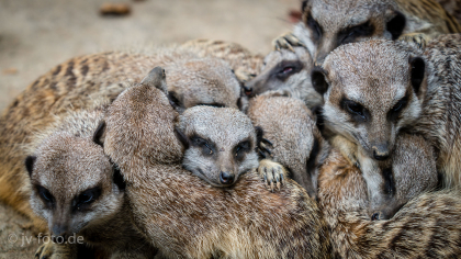 Erdmännchen
