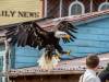 Seeadler