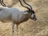 Addax