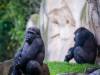 Gorillas